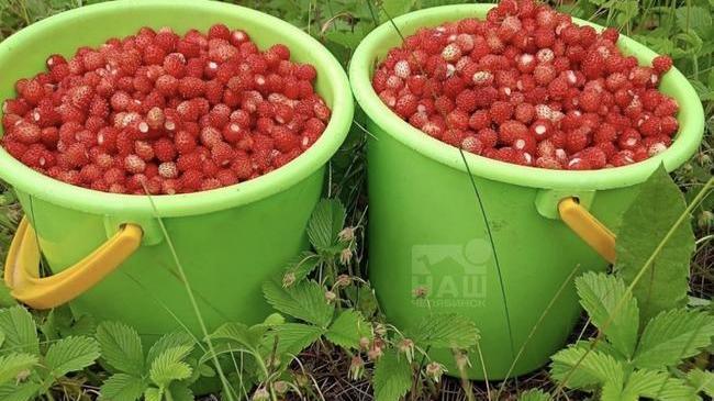 🍓В Челябинской области начала созревать земляника