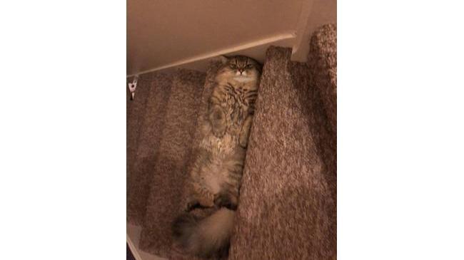 Меховая ступенька.. Не дай бог на такую наступить с утра!