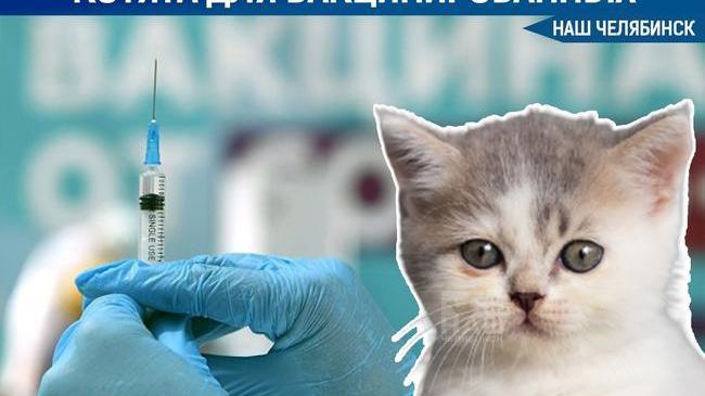 🐈 Депутат предложил выплачивать по 50 рублей и дарить котёнка вакцинированным от ковида