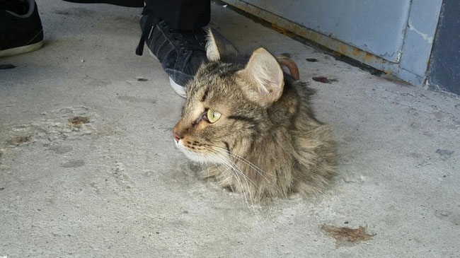 Челябинцы спасли кота, застрявшего в бетонной плите