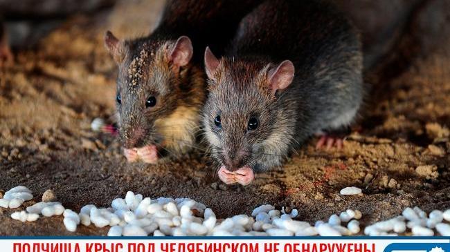 🐀❌ Полчища крыс под Челябинском не обнаружены 