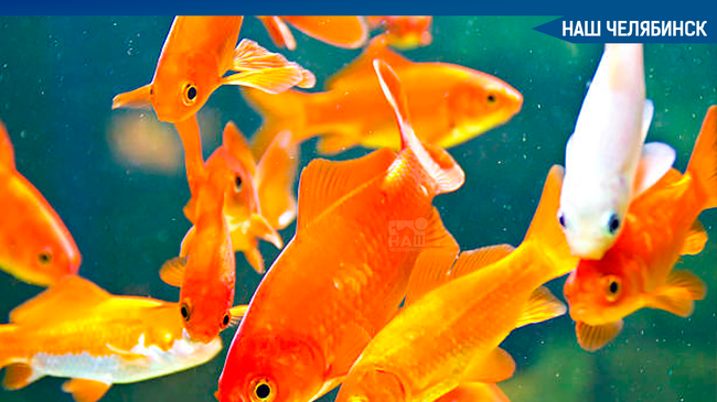 😎 «Загадывайте желания»🐠 В челябинский пруд «Девичьи слёзы» экологи ЧелГУ запустили 4 000 золотых рыбок.
