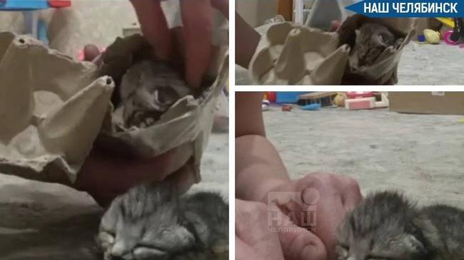 😿 Челябинские котята чудом спасены из коробки для яиц