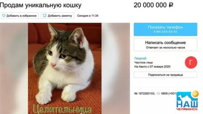 ⚡ Кошку, найденную на могиле уральской целительницы, продают за 20 млн рублей!