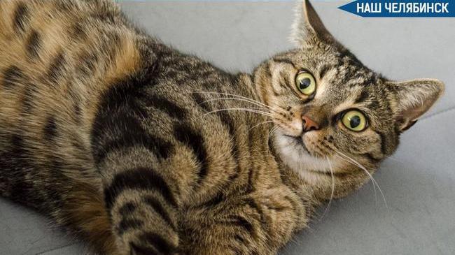 😨 Аромапалочки стали причиной гибели домашней кошки