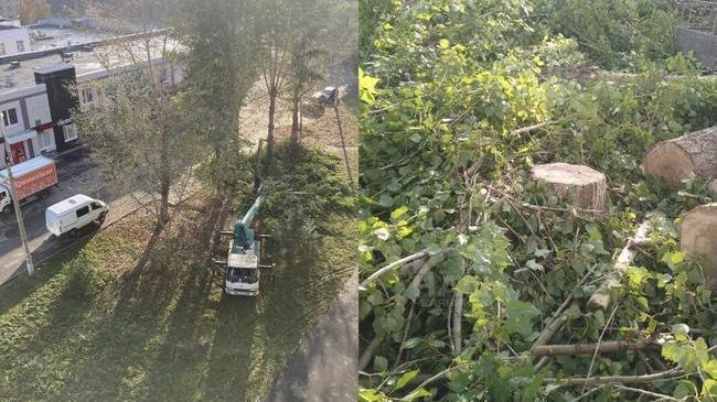 🌳 Жители северо-запада пожаловались на массовую вырубку деревьев