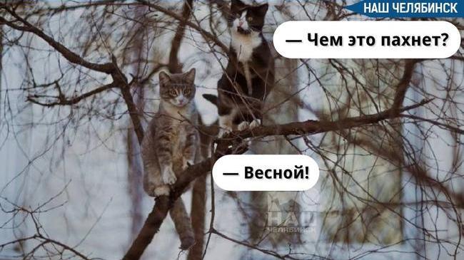 ☀️ В Челябинске скоро наступит метеорологическая весна