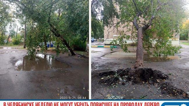 🤷‍♂🌳 В Ленинском районе Челябинска уже неделю не могут убрать дерево, которое повисло на проводах 