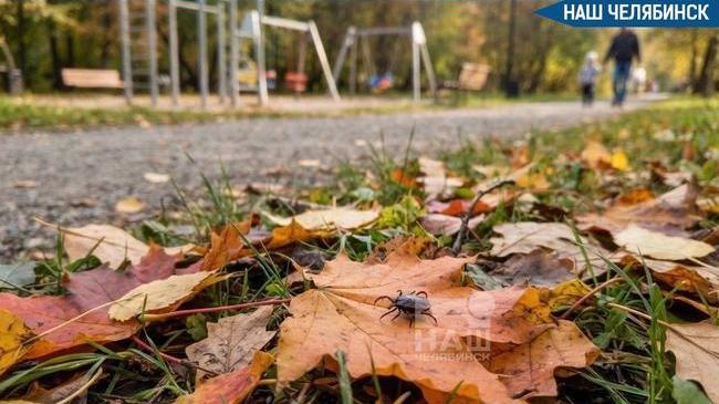 🕷️ Южноуральцев стали реже кусать клещи