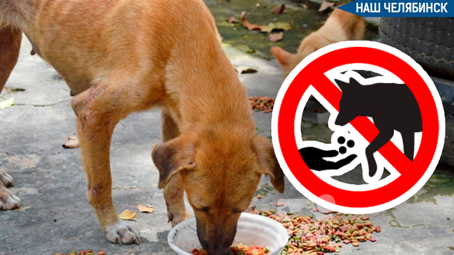 ⚡ Челябинцам запретили прикармливать бродячих собак