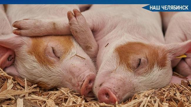 🐷 В Челябинской области обнаружили вспышку африканской чумы свиней на территории исправительной колонии