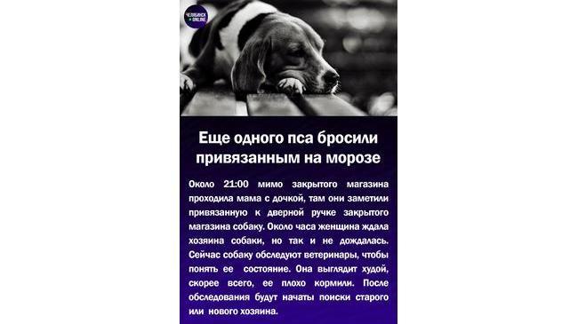 😱Еще одного пса бросили привязанным на морозе