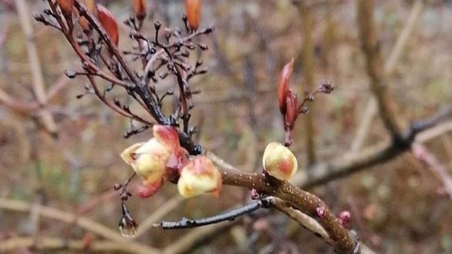 🌿 На Южном Урале зацвела сирень 