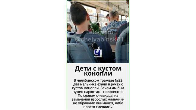 😨🌿 В Челябинске мальчишки везли в автобусе куст конопли 