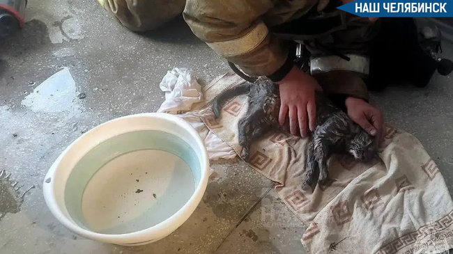 🐾 Спасатели откачали кошку после пожара в Челябинске