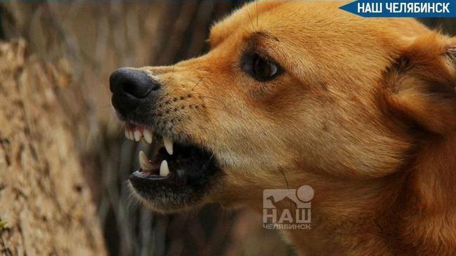 🐕 Мэрия заплатит школьнице за укус бездомной собаки