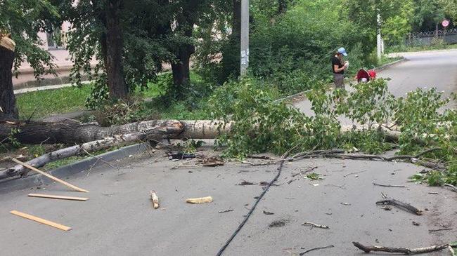 Упавшее от сильного ветра дерево оборвало провода в Ленинском районе