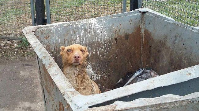 Избитую собаку с отрезанными ушами выбросили в мусорный контейнер 