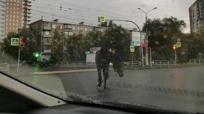 Лошадь с упряжкой разгуливает по центру Челябинска