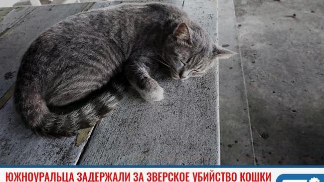 ❗Жителя Челябинской области задержали за зверское убийство кошки