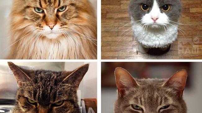 😾 Когда проснулся и обнаруживаешь, что человек опять сидит дома 