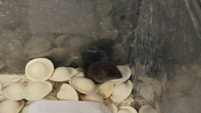Пельмени с мышами. На Южном Урале продают полуфабрикаты с живыми грызунами