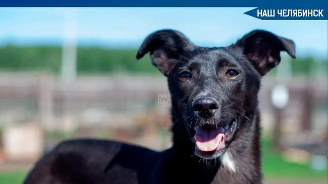 😨 В приюте «Наш дом» под Челябинском отравились кормом сразу 112 собак. 