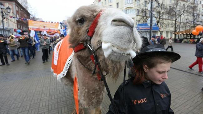 Верблюд на Кировке и выпивающие компании в сторонке: Челябинск отмечает Первомай