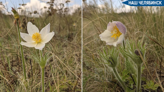 🌸 На Аркаиме вновь зацвели прострелы