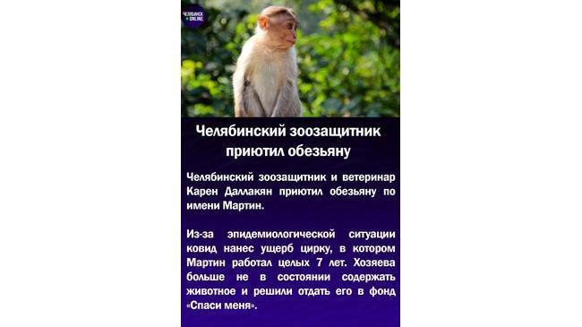 🙉Челябинский зоозащитник приютил обезьяну