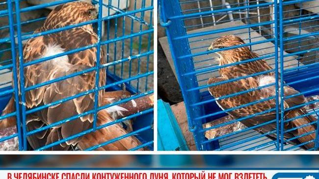 🦅 В Челябинске спасли контуженного луня, который не мог взлететь 