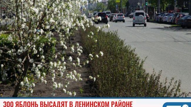 ⚡ В Ленинском районе Челябинска высадят 300 яблонь. 