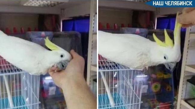 🦜 Житель Челябинска просит 300 тысяч за ручного какаду
