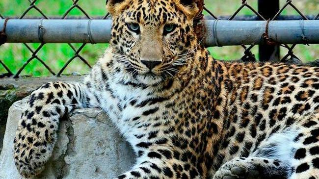 🎠Нужна лицензия: некоторым циркам и зоопаркам придётся закрыться 