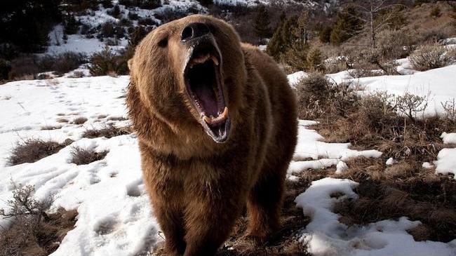 Домашний медведь убил своего хозяина в Озерске