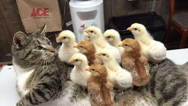 Какие нынче крупные и наглые блохи пошли 😄