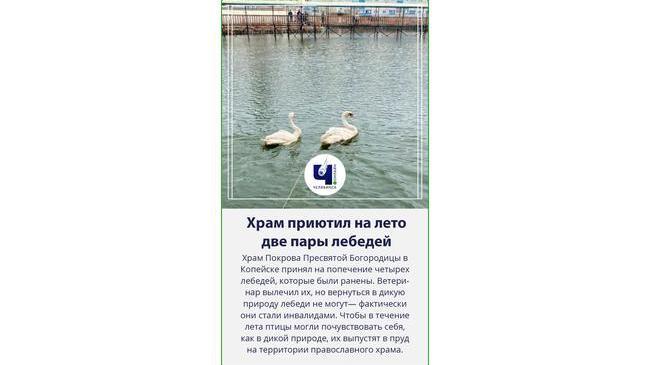 🦢 На пруду при храме поселились две пары лебедей
