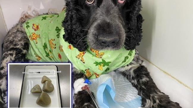 🐕 В Челябинске ветеринары успешно удалили крупные камни из мочевого пузыря у собаки