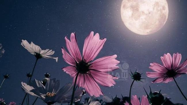 🌕 Сегодня в Челябинске будет Цветочное полнолуние
