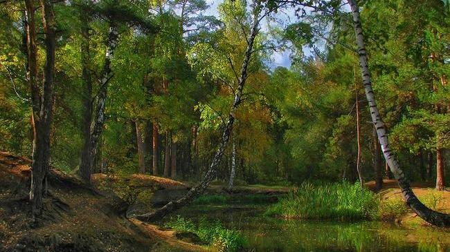 Когда фотография - как произведение искусства!🌲