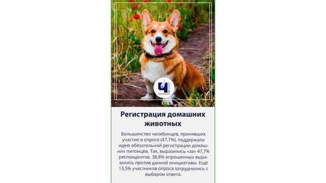 🐈Большинство опрошенных челябинцев поддержали регистрацию домашних животных