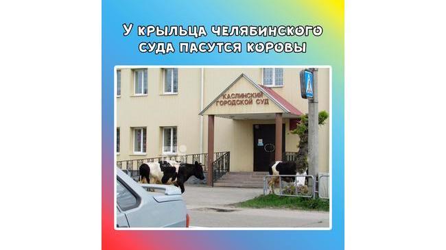 😄 Главный вход в Каслинский городской суд Челябинской области перегородили коровы. 