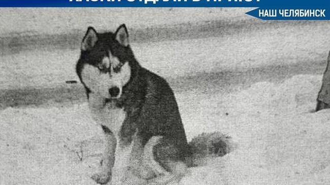 ❗ В Челябинске отдали в приют пса, напавшего на семилетнего мальчика