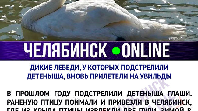 Людей лебединая пара пока к себе не подпускает 🦢