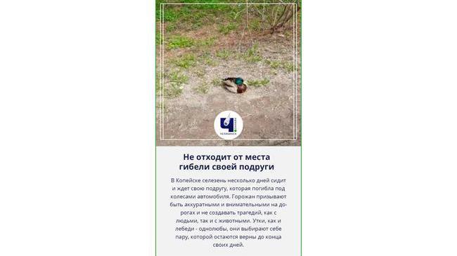 😔 В Копейске селезень уже несколько дней не отходит места гибели своей подруги 