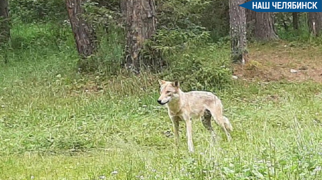 🐺 Будьте аккуратны! Волк украл у туристов в Челябинской области сумку с продуктами. 