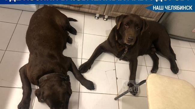 🦮 В Челябинске ищут хозяев двух влюблённых лабрадоров 