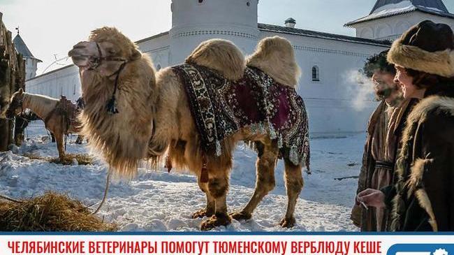 ⚡ Челябинские ветеринары помогут тюменскому верблюду Кеше, которого держат на цепи в тесном сарае