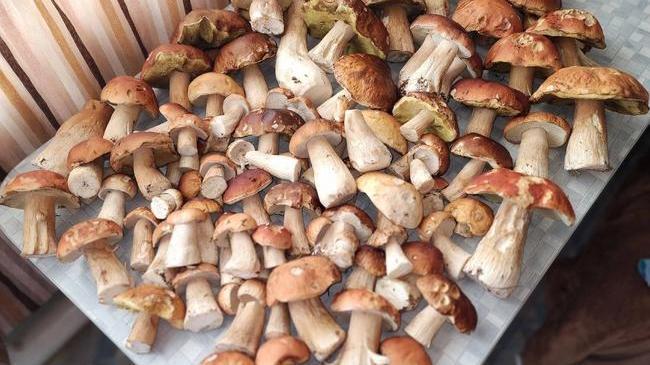 🍄 Южноуральцы собирают грибы ведрами. Они рассказали, в каких местах точно есть грибы: