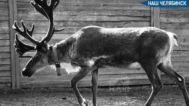🦌 Северный олень не пережил жару в челябинском зоопарке